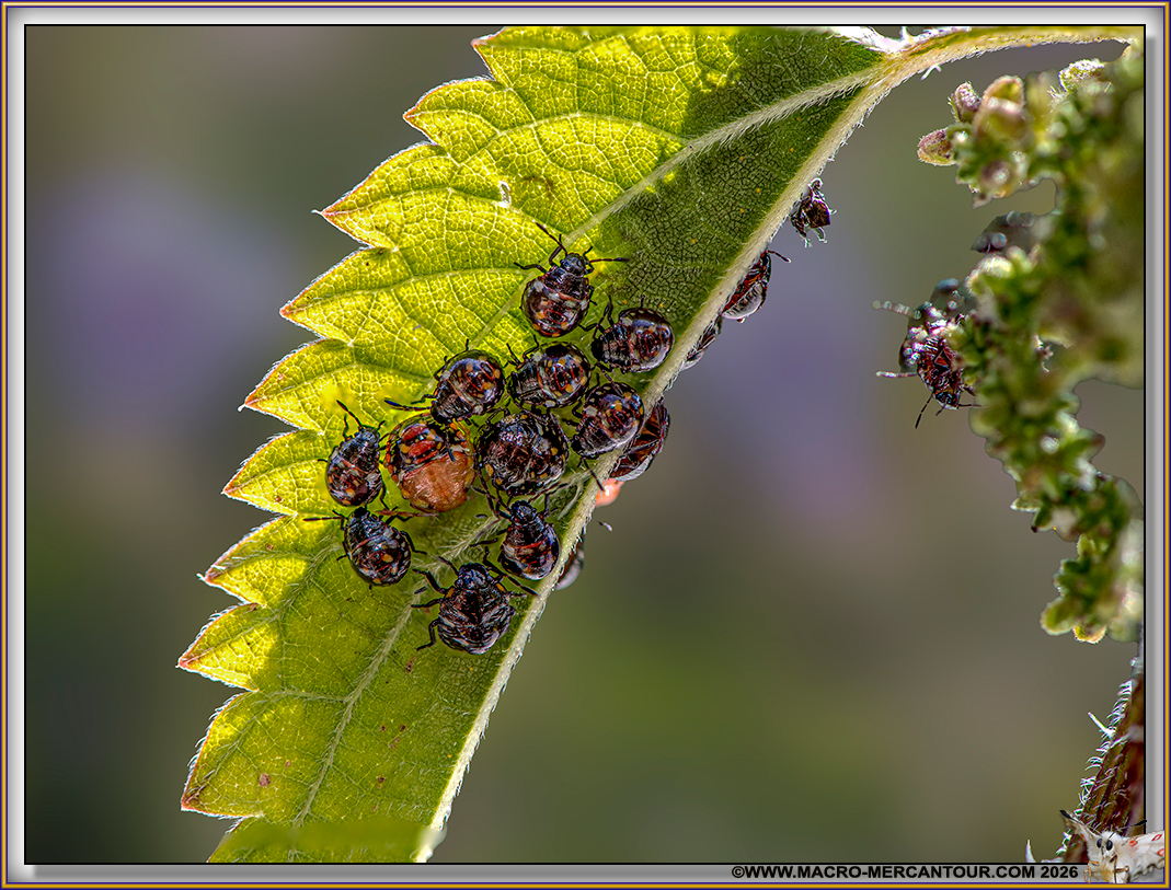 Larves de PUNAISES (pentatomidae)